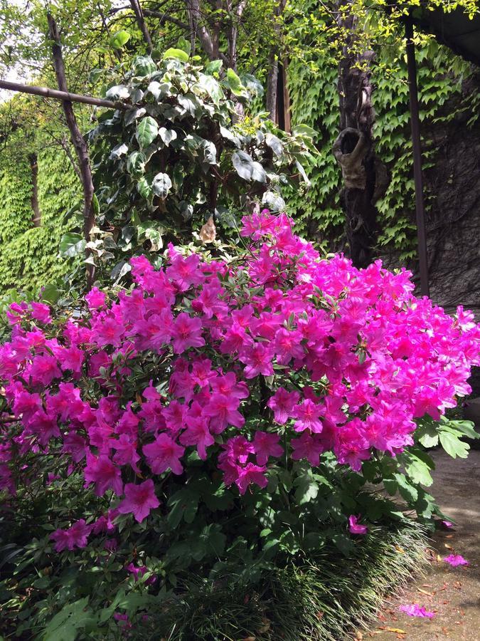 ホテル Green House ラゴデヒ エクステリア 写真
