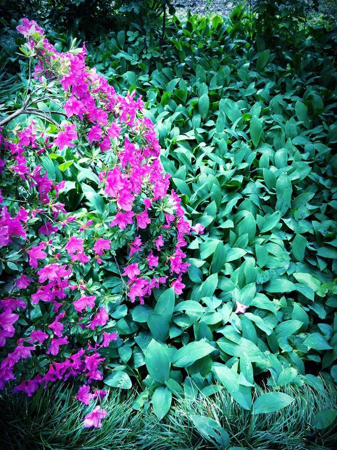 ホテル Green House ラゴデヒ エクステリア 写真